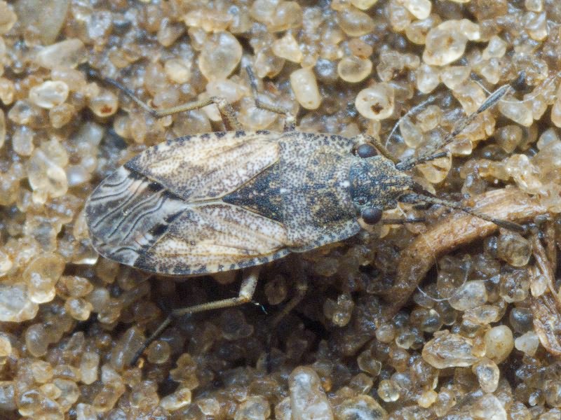 Gonianotus marginepunctatus (Wolff, 1804)